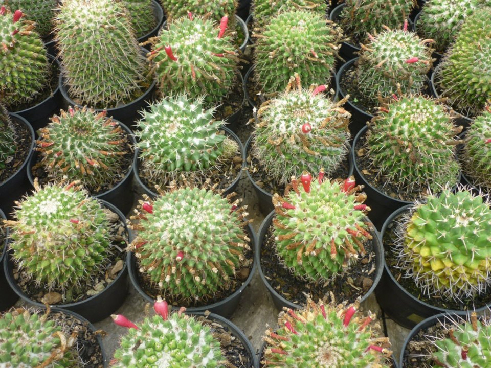 Maniez Bunga Nursery