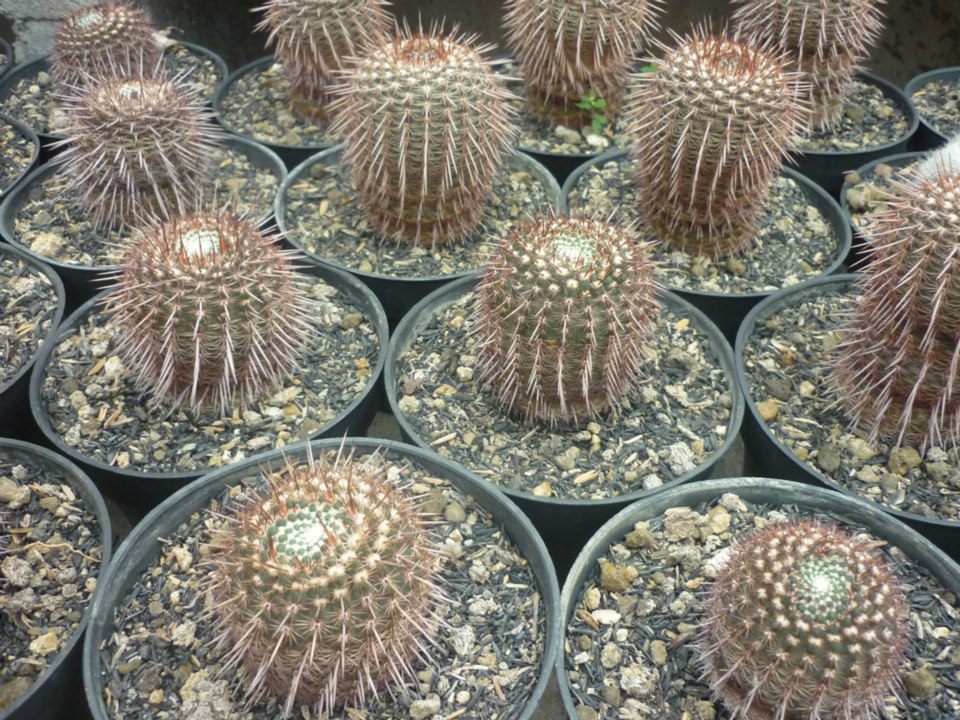 Maniez Bunga Nursery