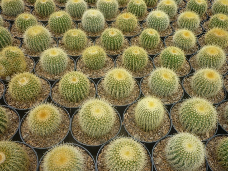 Maniez Bunga Nursery