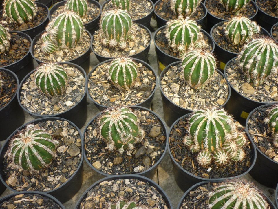 Maniez Bunga Nursery