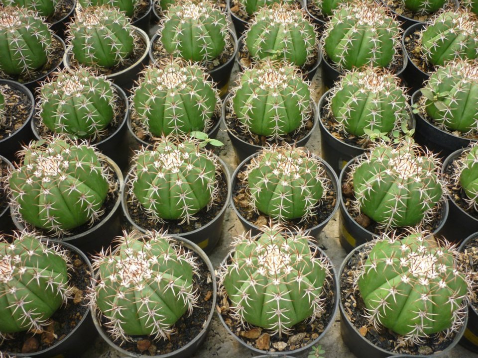 Maniez Bunga Nursery