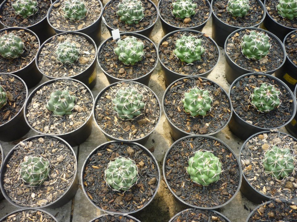 Maniez Bunga Nursery
