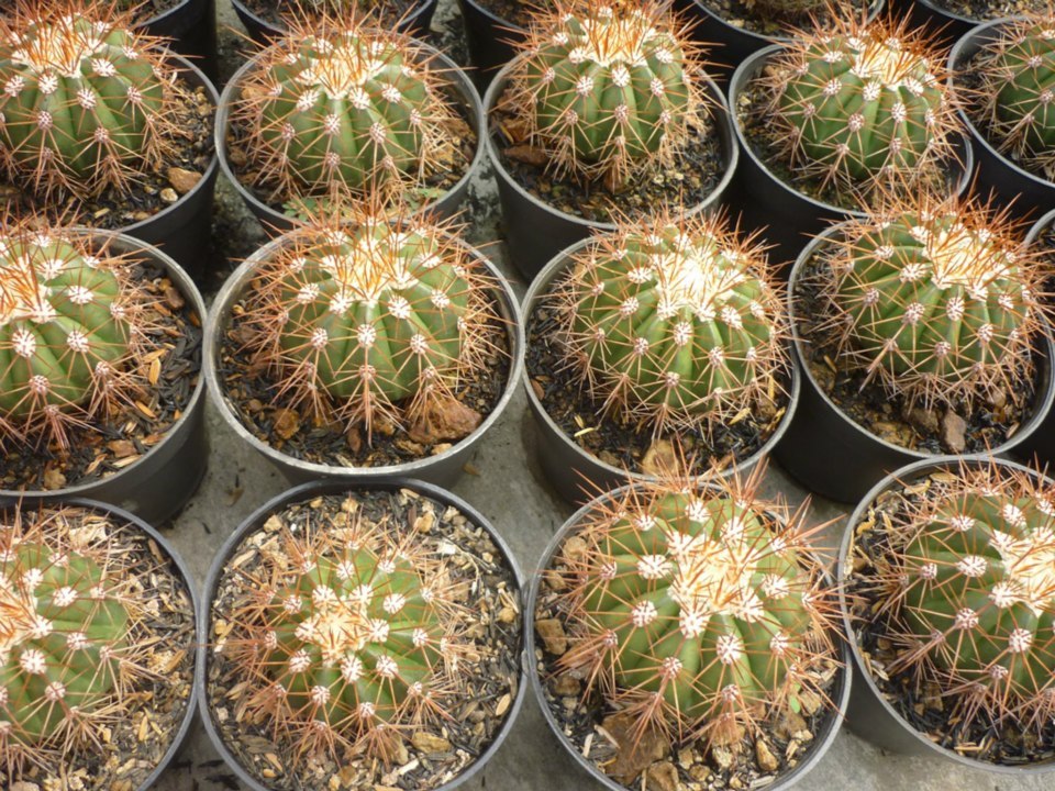 Maniez Bunga Nursery