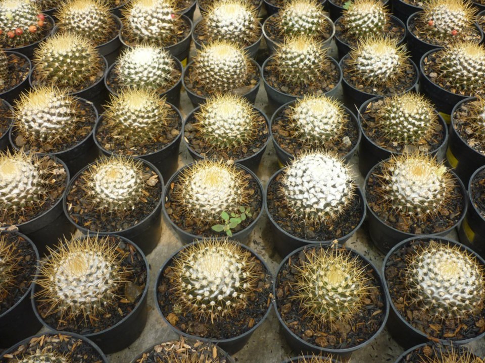 Maniez Bunga Nursery