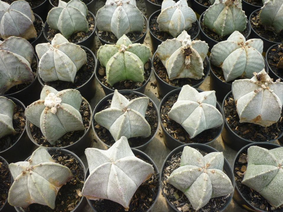 Maniez Bunga Nursery