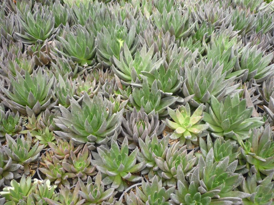 Eceveria