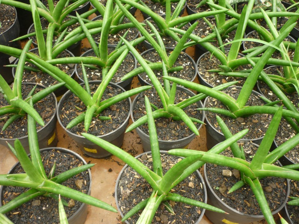 Sansevieria