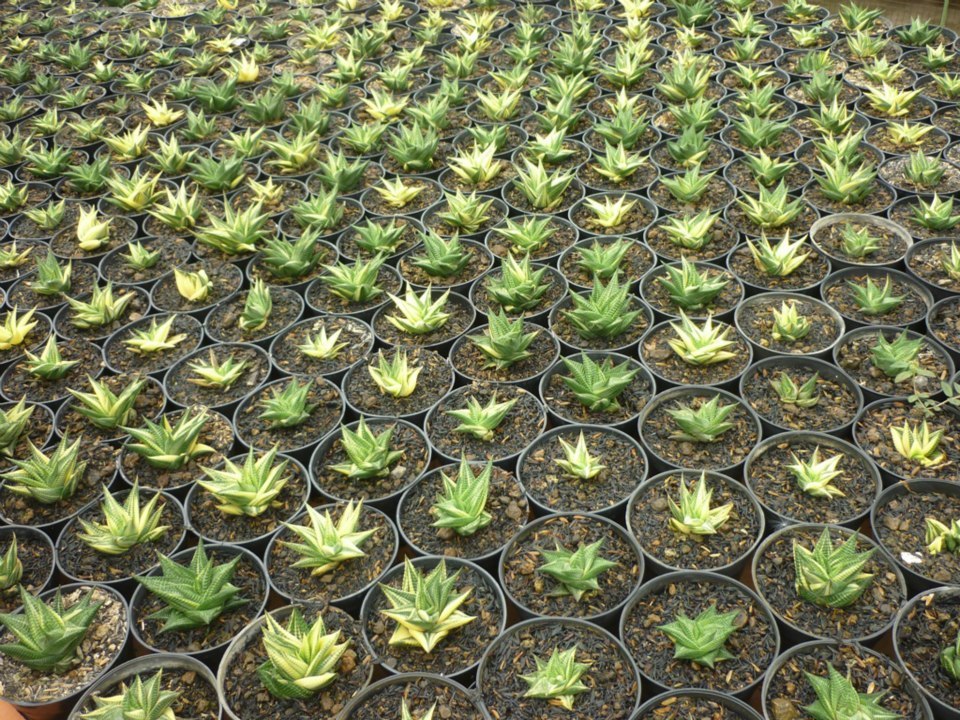 Haworthia