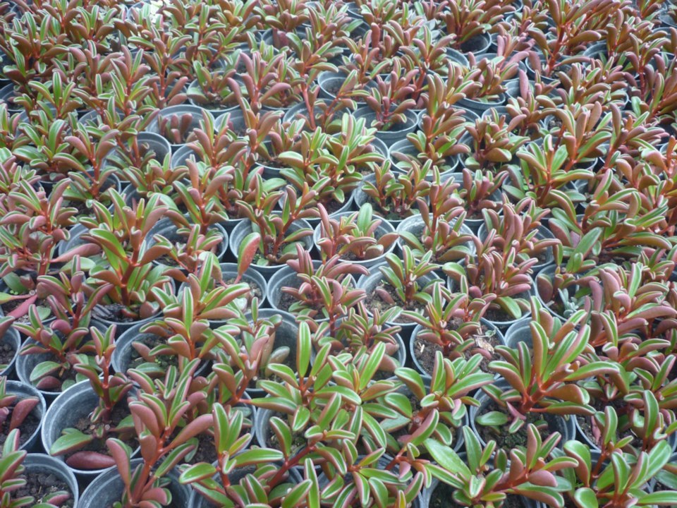 Peperomia