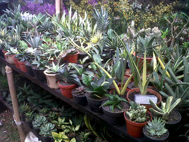 IMG01003 20130613 1055