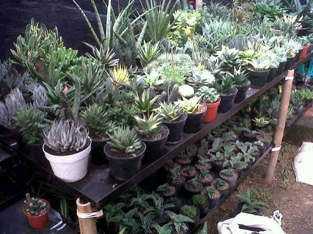 IMG01002 20130613 1055
