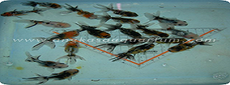 koki CALICO ORANDA kw 2 uk 5cm