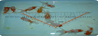 koki SAKURA RW ORANDA MOOR kw 2 uk 5cm
