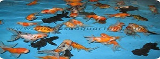 oranda tosa matabelo moor kw1 thumb
