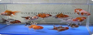 oranda kw2 uk5cm 2 thumb