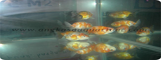 RANCU CALICO JUARA 2 WTCManggaDuaMARET2009 002