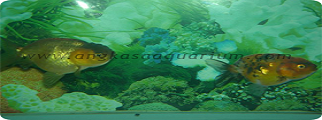 RANCU Kw KONTES 003