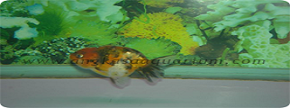 RANCU CALICO Kw KONTES 004