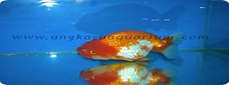 Rancu kw kontes thumb