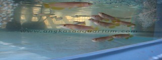 banjar red5 thumb
