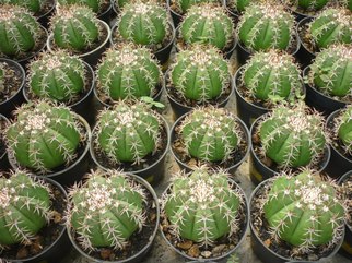 Maniez Bunga Nursery