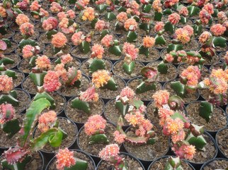 Maniez Bunga Nursery