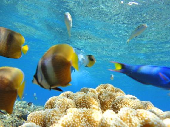 Kegiatan Diving bersama Fata Tour