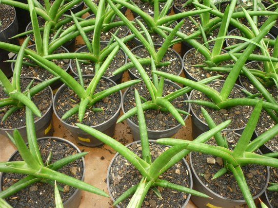 Sansevieria