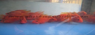 red parrot3 thumb