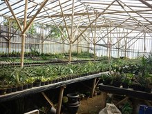Maniez Bunga Nursery - Tanaman Eceran - LEMBANG