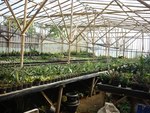 Maniez Bunga Nursery