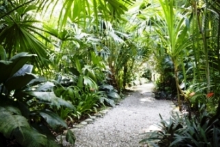 tropical garden design with path