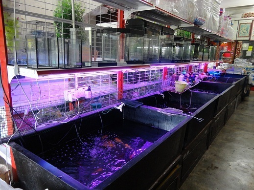 About Us Soon Heng Aquarium Trading