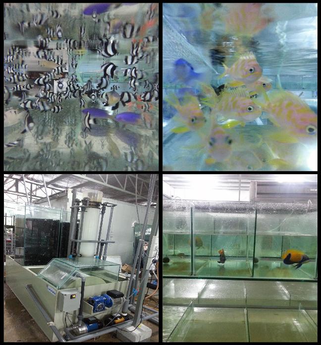 marine live stock storage tank