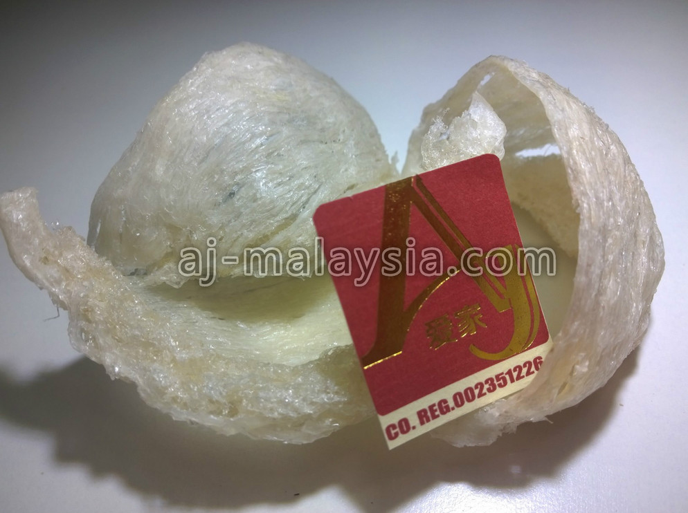 swallow bird nest