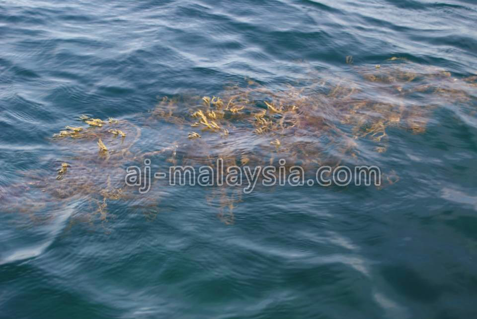 Tawau Seaweed