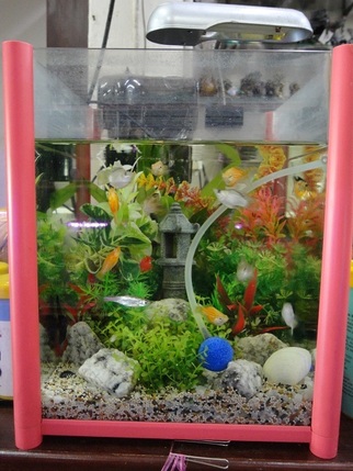 Ikan Dengan Almost Anything For Sale In Malaysia Mudah My