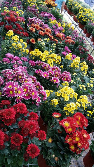 Delima Tani M Sdn Bhd Agriculture In Malaysia