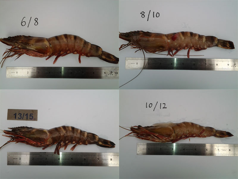 Sea Tiger Prawn 海老虎蝦