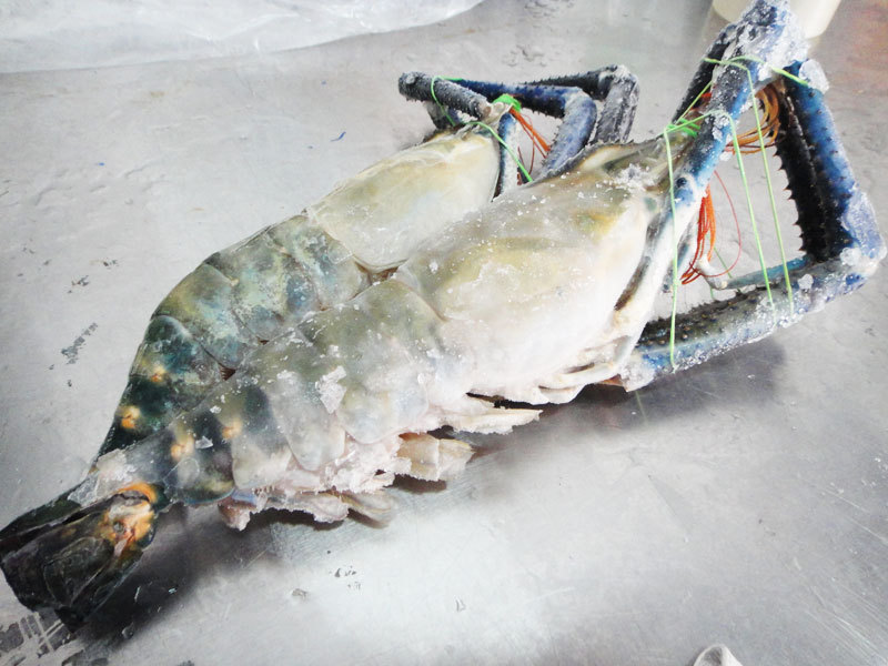Scampies (Fresh Water Prawn) 生蝦