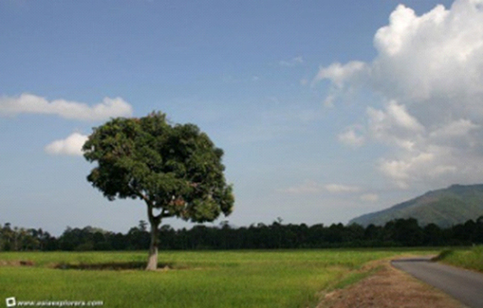 Beautiful scene in balik pulau