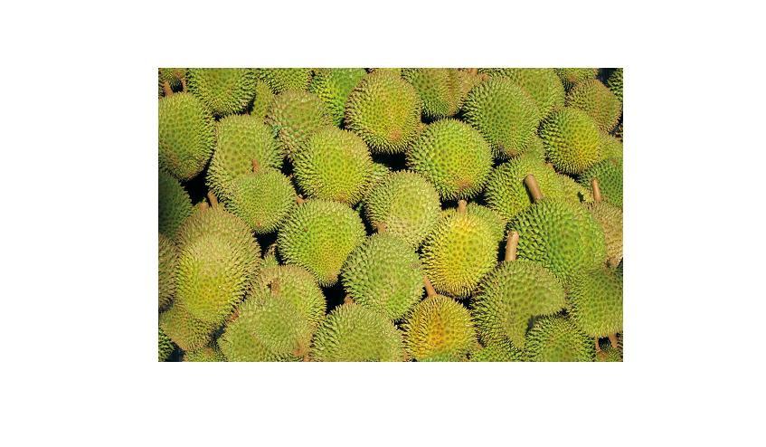 Durian Fresh 1