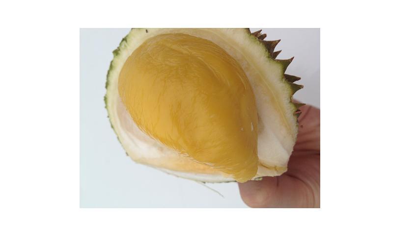 Durian Fresh 2