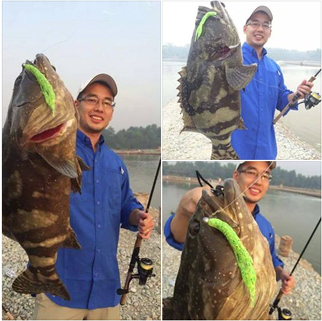 groupers by using the realistic 3" Jackall Bros Waiver Shrimp