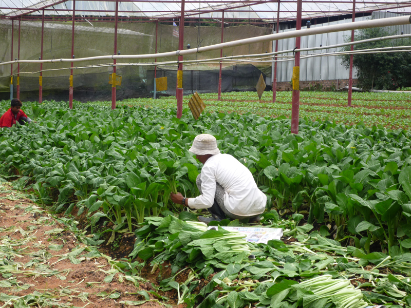 Wellplan Agriculture Worker