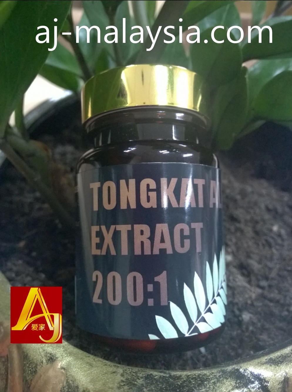 tongkat ali extract 200:1