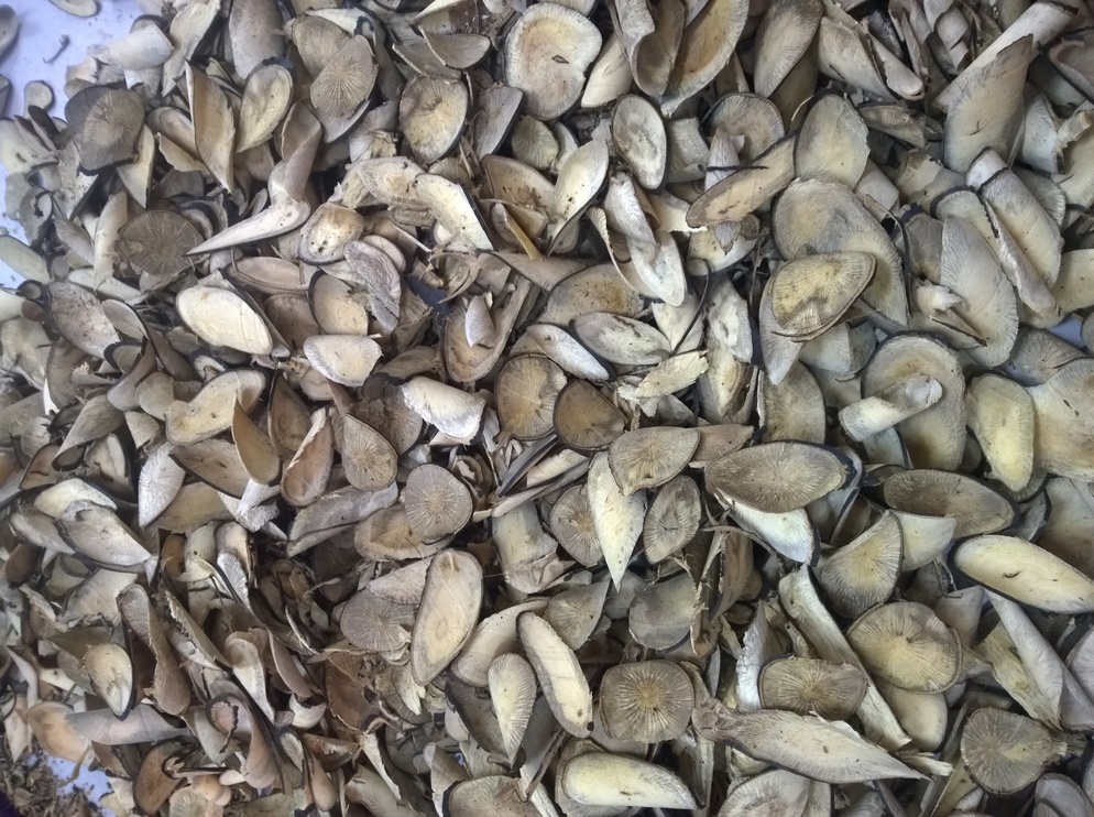 tongkat ali root slice black
