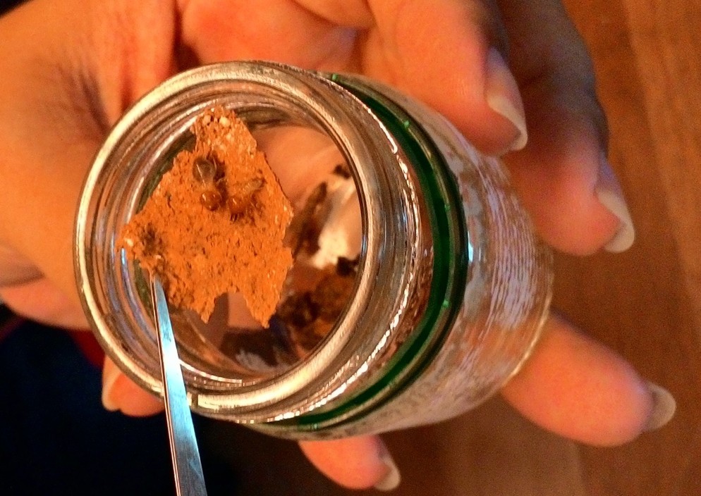 Macrotermes- A fungus-growing termite whereby foods are taken back to their nest and after quick digestion, the processed foods are deposited on the fungus comb and food stores, as well as to be used for mount building