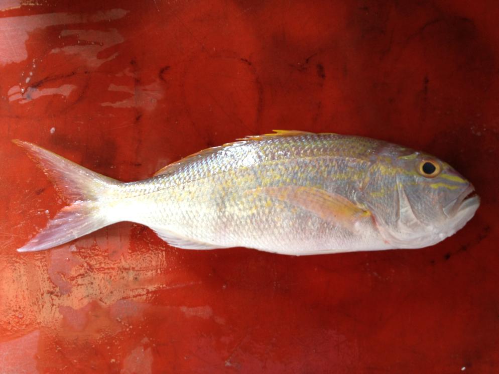 Goldbanded Jobfish