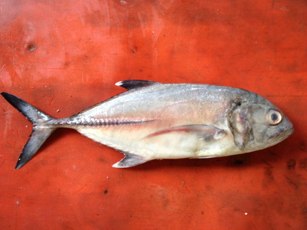 Bigeye Trevally